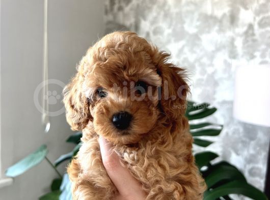 Toy Poodle Yavrular görsel