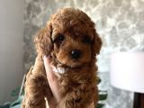 Toy Poodle Yavrular