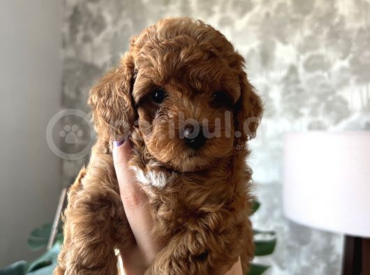 Toy Poodle Yavrular görsel
