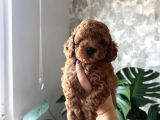 Toy Poodle Yavrular