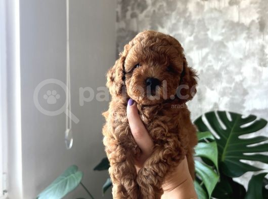 Toy Poodle Yavrular görsel