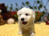 Bembeyaz Maltese Terrier Yavrular