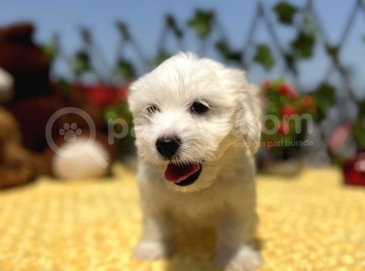 Bembeyaz Maltese Terrier Yavrular görsel