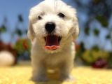 Bembeyaz Maltese Terrier Yavrular