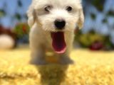 Bembeyaz Maltese Terrier Yavrular