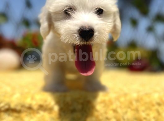 Bembeyaz Maltese Terrier Yavrular görsel