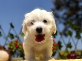 Bembeyaz Maltese Terrier Yavrular