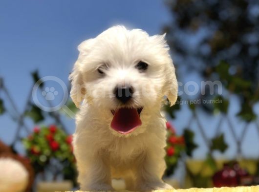 Bembeyaz Maltese Terrier Yavrular görsel