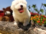 Bembeyaz Maltese Terrier Yavrular