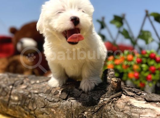 Bembeyaz Maltese Terrier Yavrular görsel