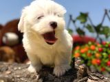 Bembeyaz Maltese Terrier Yavrular