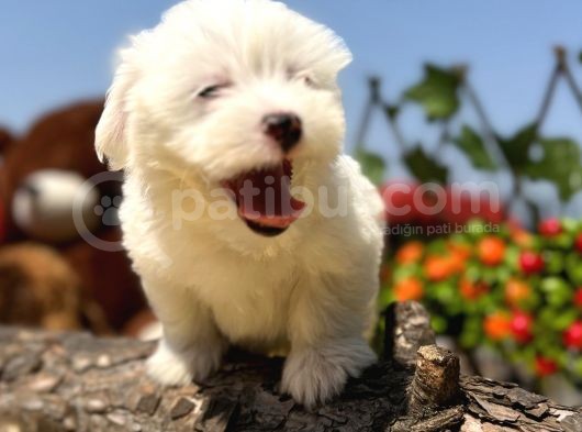 Bembeyaz Maltese Terrier Yavrular