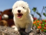 Bembeyaz Maltese Terrier Yavrular