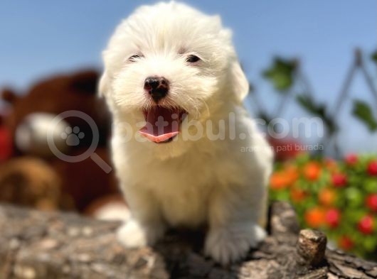 Bembeyaz Maltese Terrier Yavrular görsel