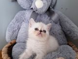 Exotic shorthair dişi ve erkek yavrular