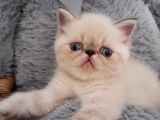 Exotic Shorthair Dişi Ve Erkek Yavrular