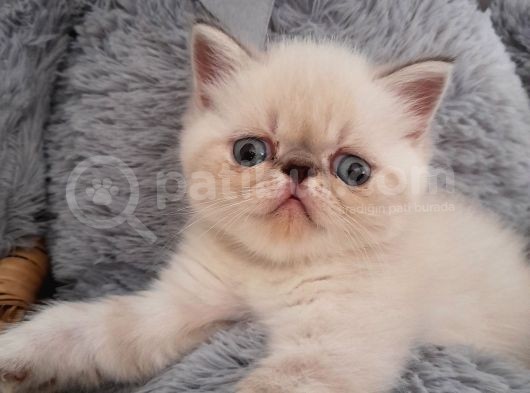 Exotic Shorthair Dişi Ve Erkek Yavrular görsel