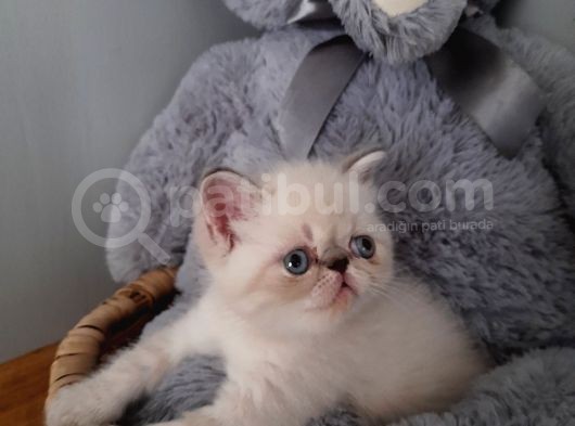 Exotic Shorthair Dişi Ve Erkek Yavrular görsel