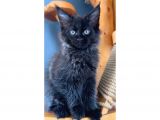 Safkan Blue Black Smoke Dişi Maine Coon