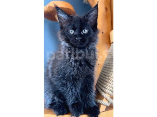 Safkan Blue Black Smoke Dişi Maine Coon görsel