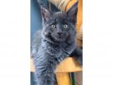 Safkan Blue Black smoke dişi maine coon