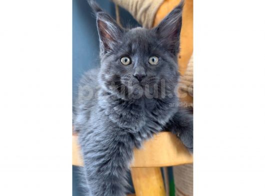 Safkan Blue Black Smoke Dişi Maine Coon