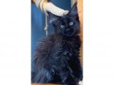 Safkan Blue Black Smoke Dişi Maine Coon