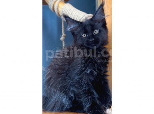 Safkan Blue Black Smoke Dişi Maine Coon görsel