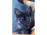 Safkan Blue Black Smoke Dişi Maine Coon