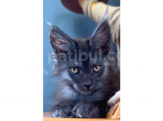 Safkan Blue Black Smoke Dişi Maine Coon görsel
