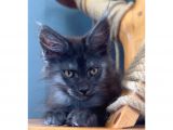 Safkan Blue Black Smoke Dişi Maine Coon