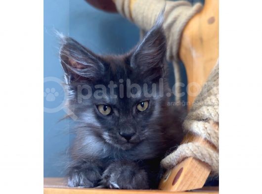 Safkan Blue Black Smoke Dişi Maine Coon görsel