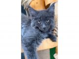 Safkan Blue Black Smoke Dişi Maine Coon