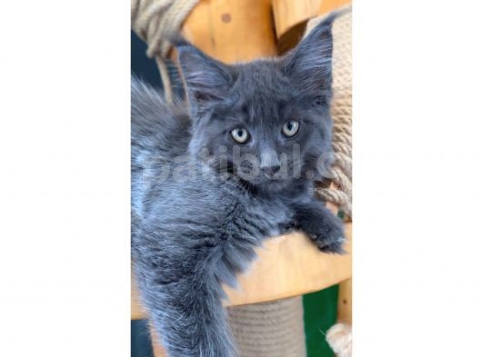 Safkan Blue Black Smoke Dişi Maine Coon görsel
