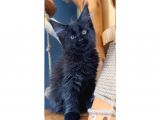 Safkan Blue Black Smoke Dişi Maine Coon