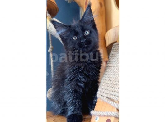 Safkan Blue Black Smoke Dişi Maine Coon görsel