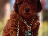 Patili yaşam poodle