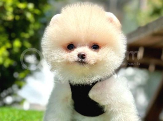 Safkan Pomeranian Boo Yavrularımız görsel