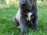 DEV BLUE CANE CORSO YAVRULAR 