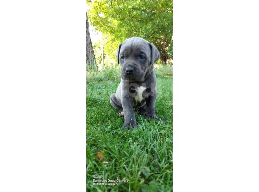Dev Blue Cane Corso Yavrular 