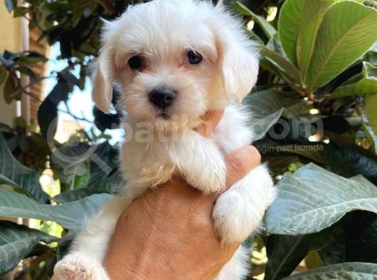 Kar Beyaz Maltese Bebeklerimiz görsel