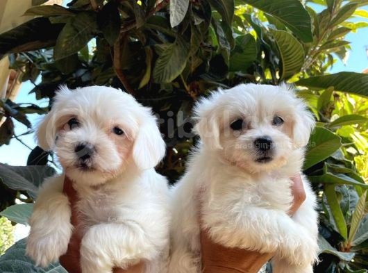 Kar Beyaz Maltese Bebeklerimiz görsel