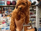 2 Aylık Toy Poodle Yavru