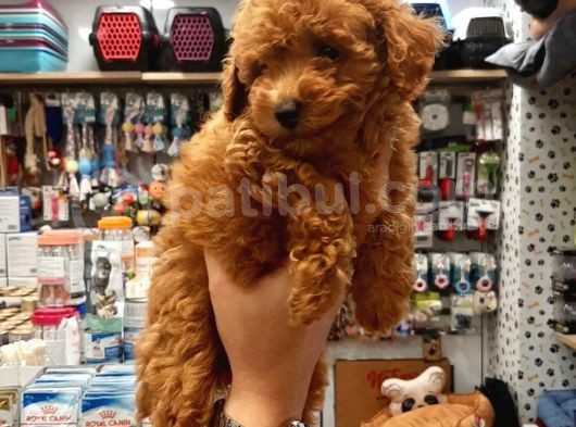 2 Aylık Toy Poodle Yavru görsel