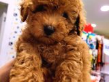 2 aylık toy poodle yavru