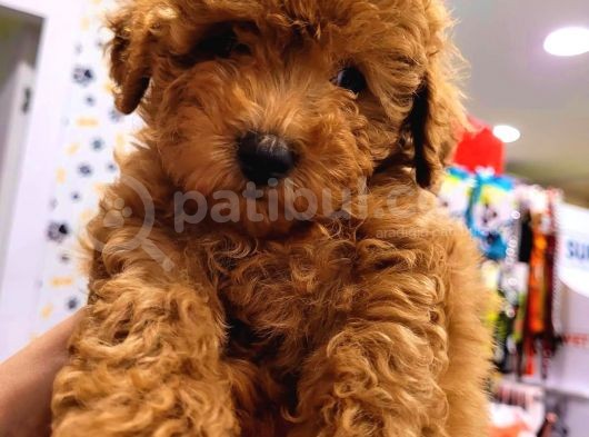2 Aylık Toy Poodle Yavru