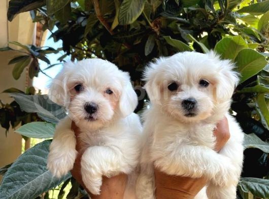Kar Beyaz Maltese Bebeklerimiz görsel