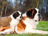 İRİ YARI SAINT BERNARD YAVRULAR 