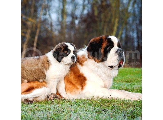 İri̇ Yari Saint Bernard Yavrular 