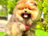 ORANGE SABLE DİŞİ POMERANİAN BOO